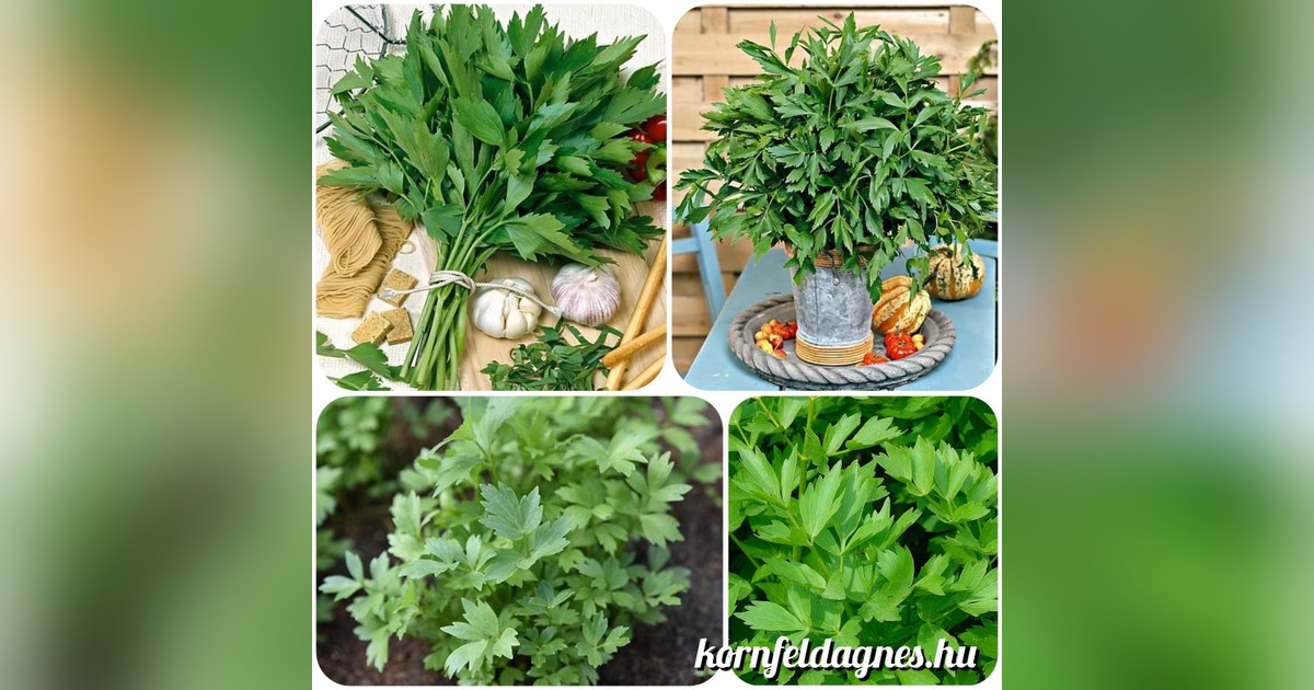 Évelő orvosi lestyán magok eladók + AJÁNDÉK