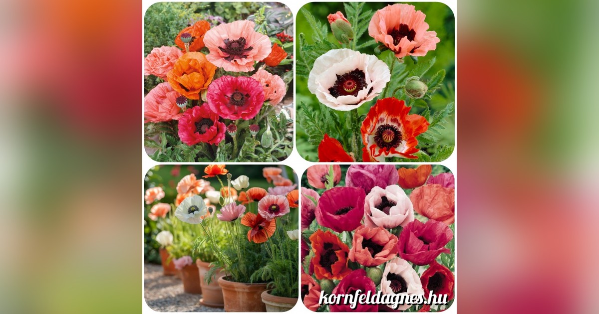 Évelő papaver oriantale mix magok eladók + AJÁNDÉK