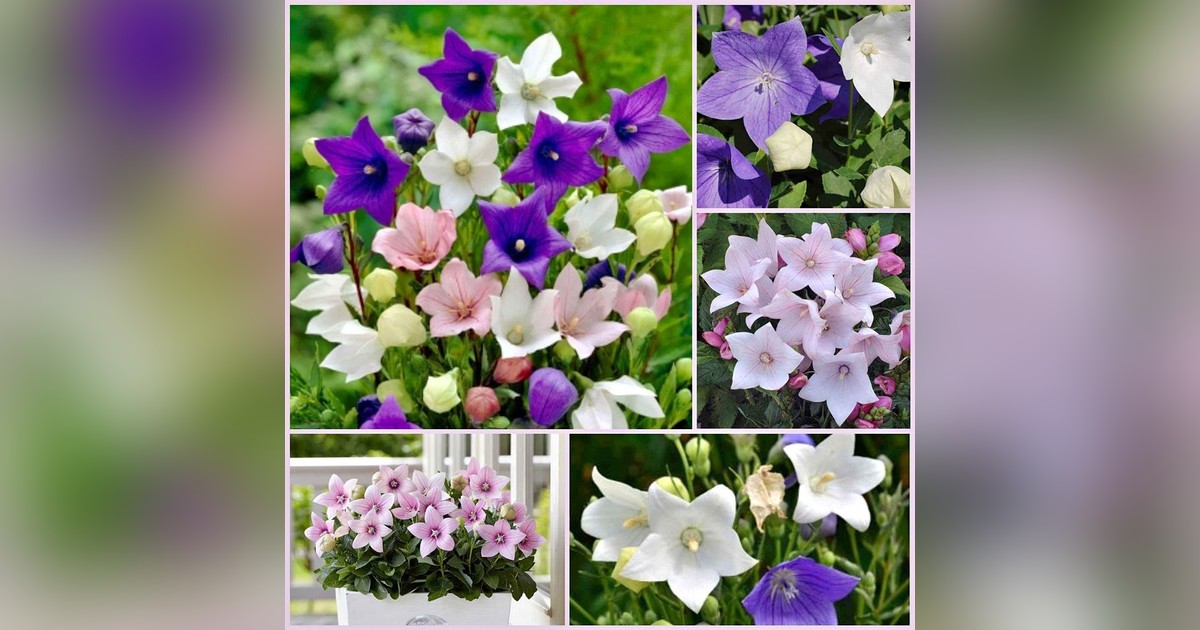 Évelő Platycodon grandiflorus mix magok eladók + AJÁNDÉK