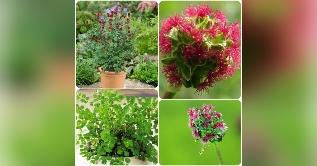 Évelő poterium sanguisorba magok eladók + AJÁNDÉK!