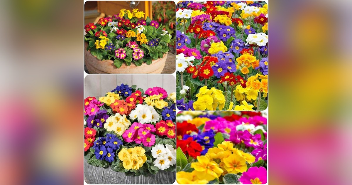 Évelő Primula Veris Elatior Mix (szinkeverék) magok eladók + AJÁNDÉK