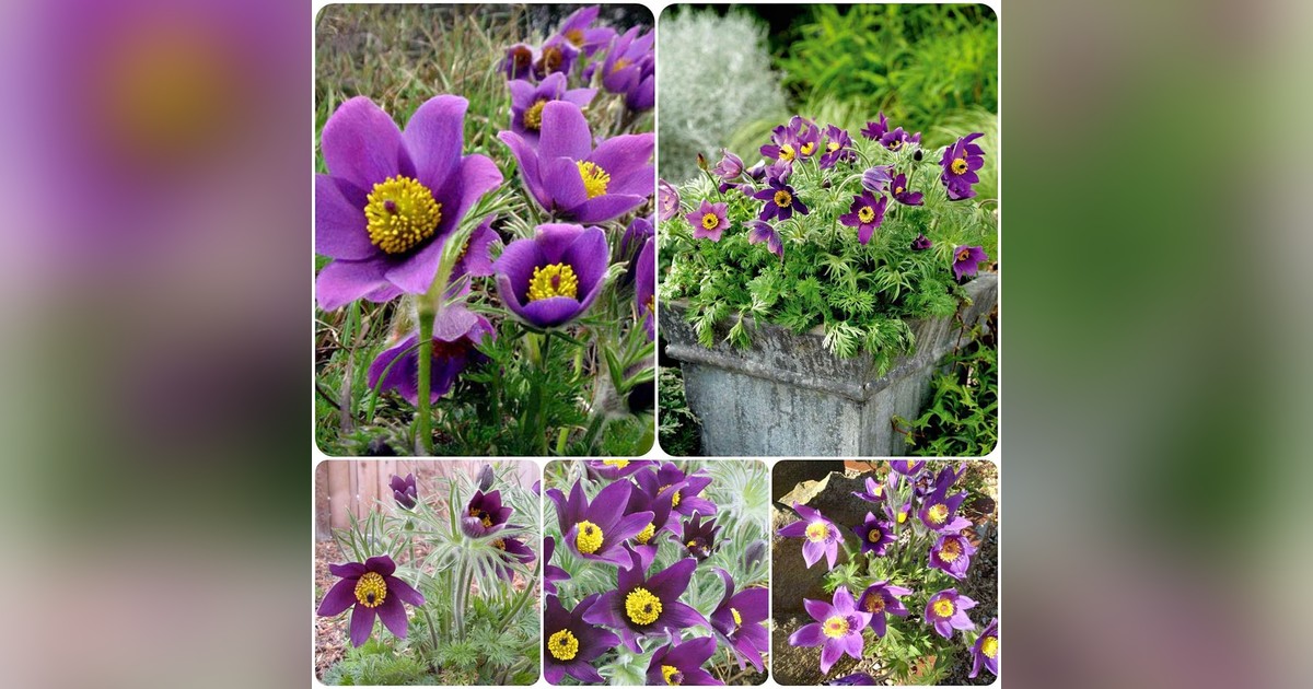 Évelő Pulsatilla vulgaris "Pasque flower violet" magok eladók + AJÁNDÉK