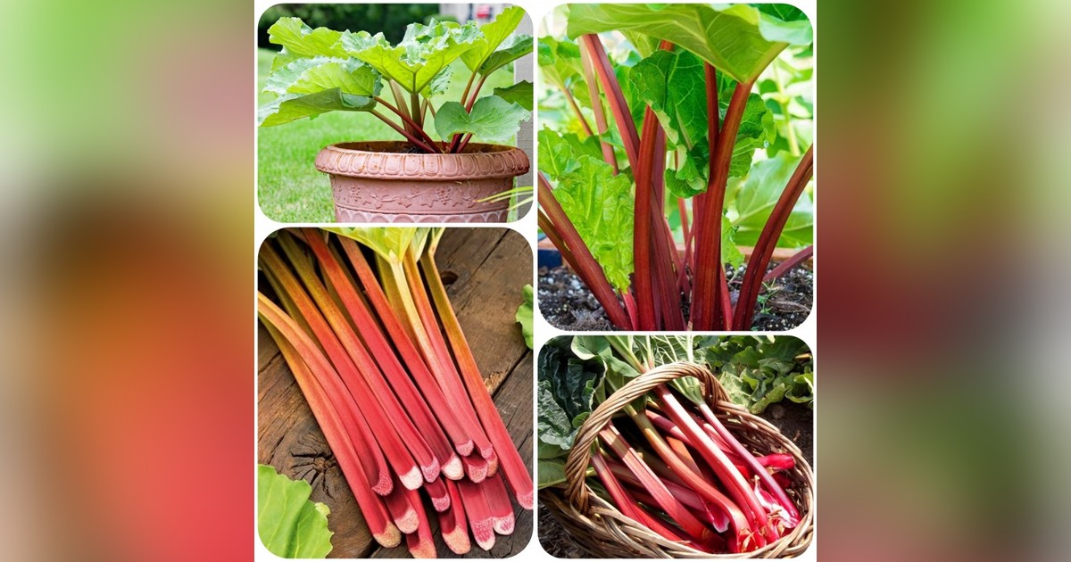 Évelő rebarbara (rheum rebarbarum) magok eladók + AJÁNDÉK