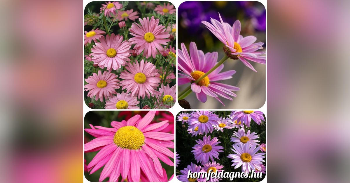 Évelő rózsaszín Tanacetum Coccineum magok eladók + AJÁNDÉK