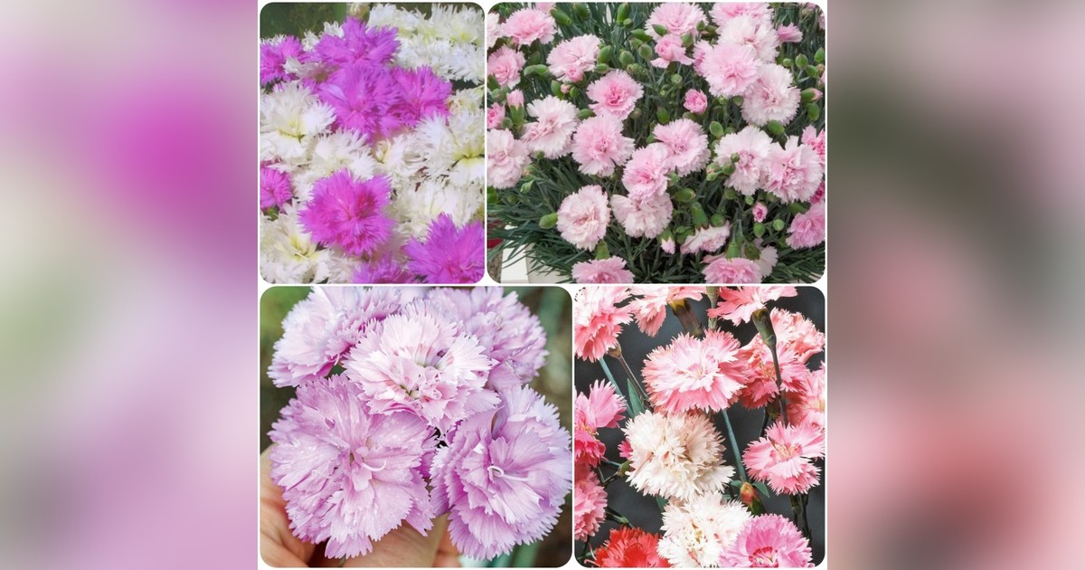 Évelő tollas szegfű &#039;garden pink&#039; mix magok eladók + AJÁNDÉK