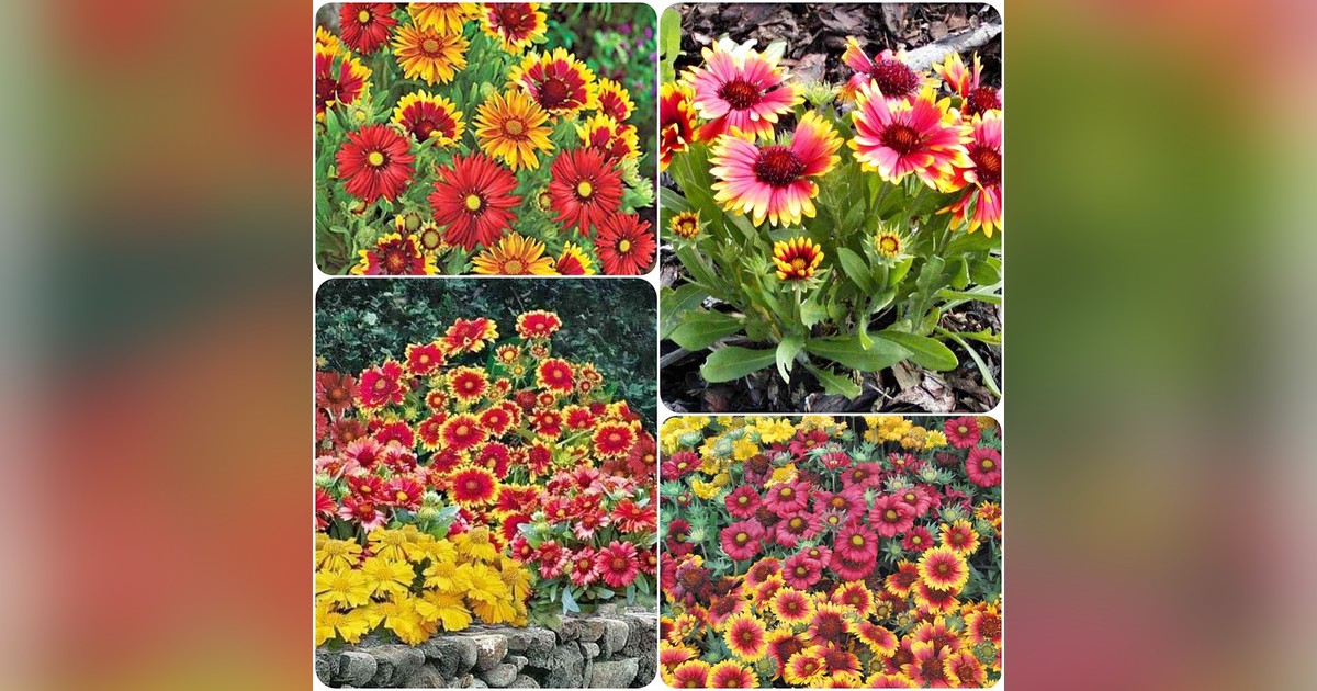 Évelő törpe Gaillardia Aristata Mix (szinkeverék) magok eladók + AJÁNDÉK