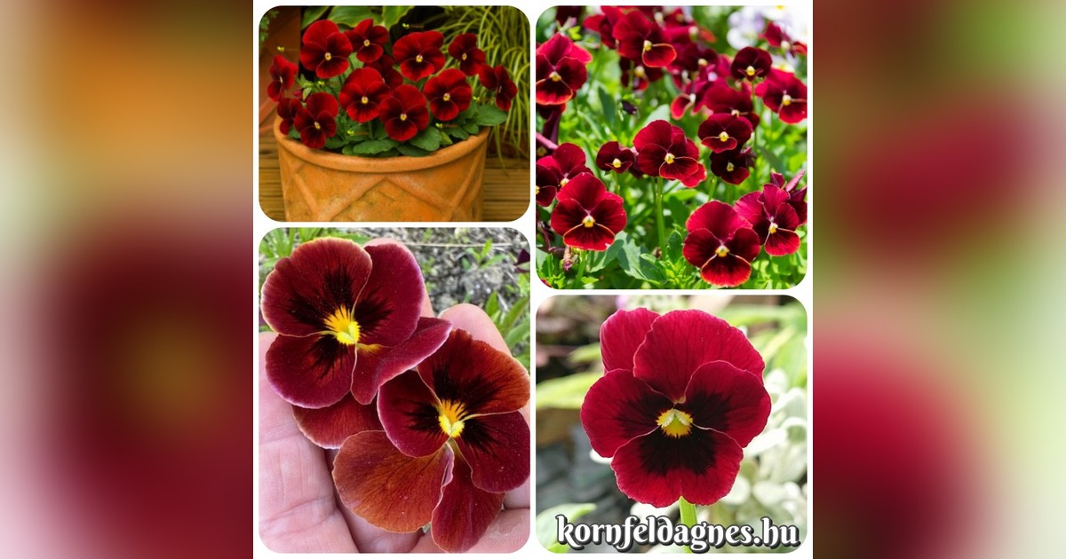 Évelő Viola cornuta 'arkwright ruby' magok eladók + AJÁNDÉK