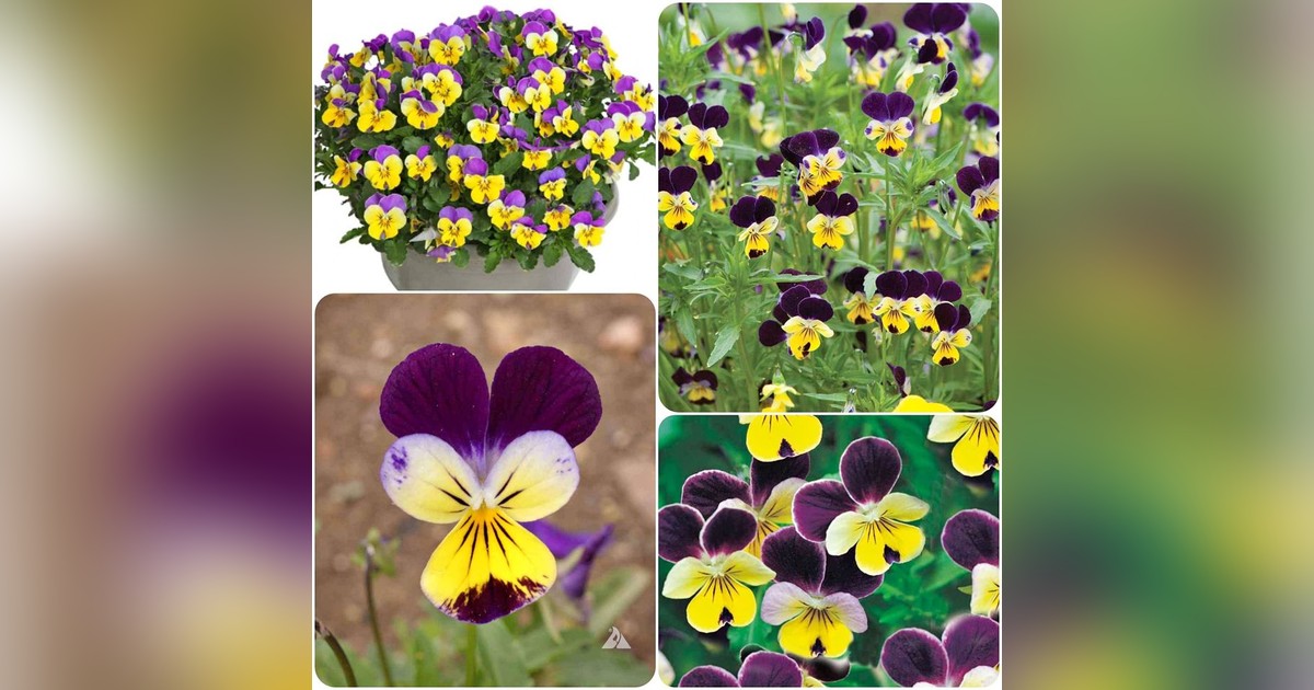 Évelő Viola cornuta &#039;Helen Mount&#039; magok eladók + AJÁNDÉK