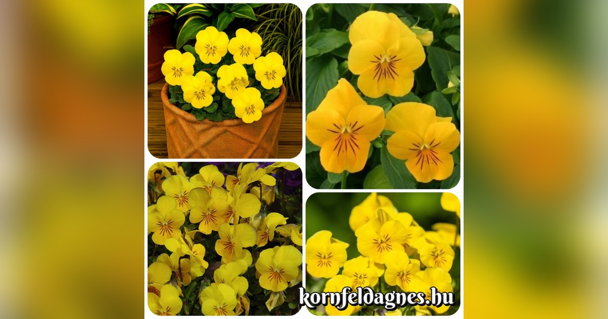 Évelő Viola cornuta 'prince john' magok eladók + AJÁNDÉK