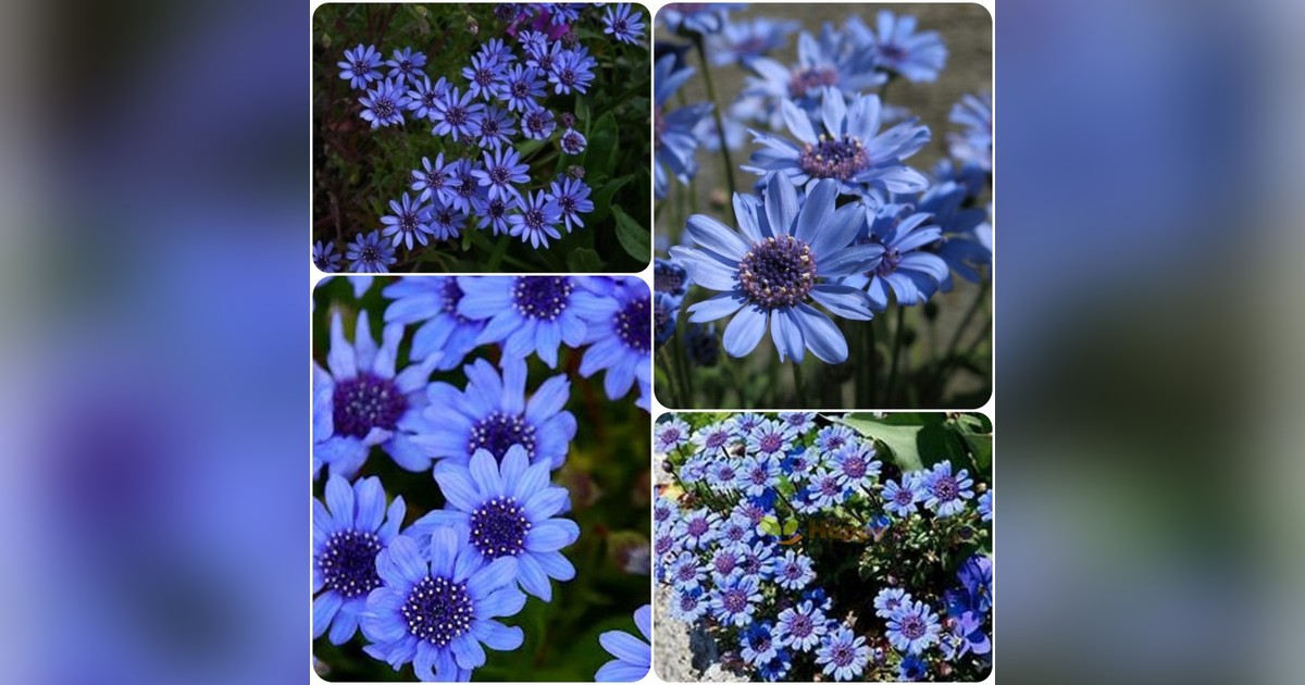 Felicia Heterophylla 'The Blue Blues Daisy' (különleges kék százszorszép) magok eladók + AJÁNDÉK