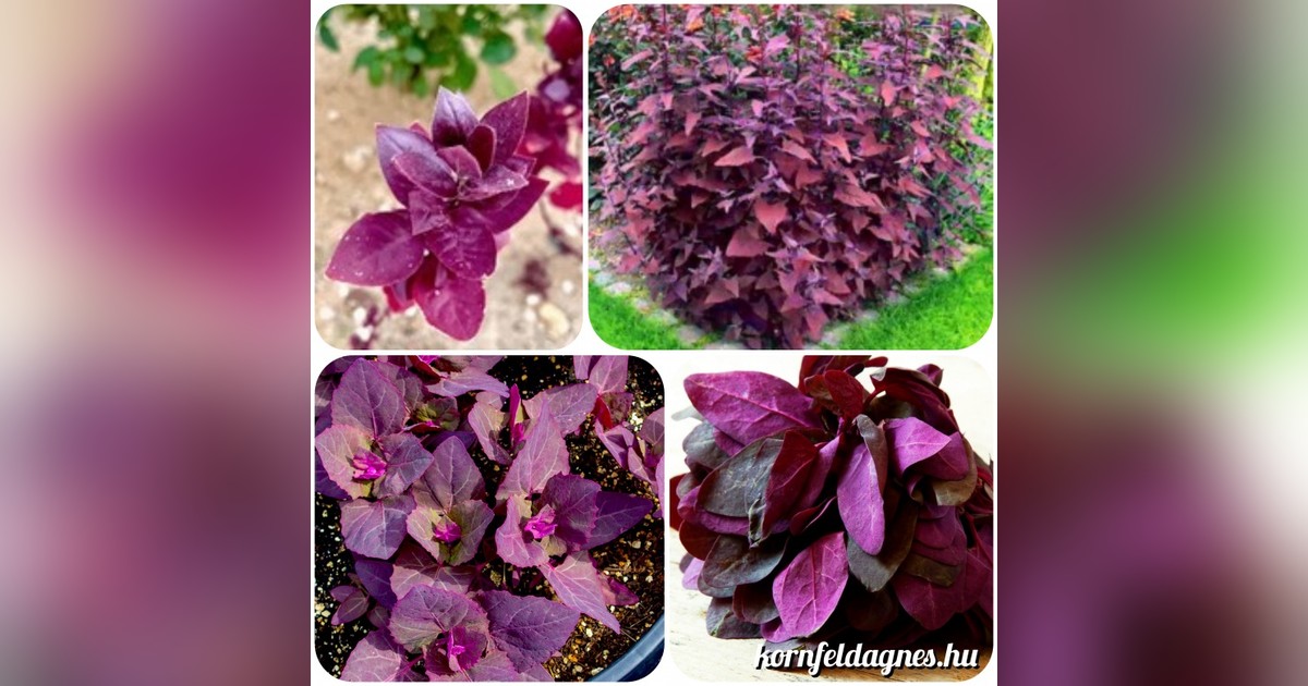 Francia spenót 'red orach' magok eladók + AJÁNDÉK