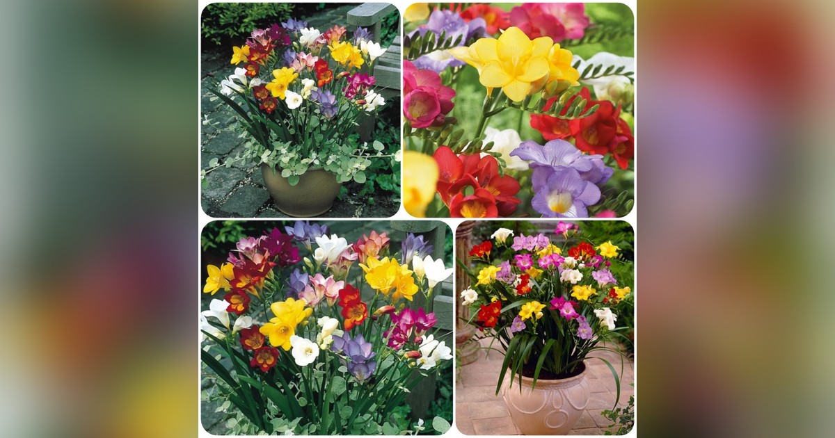 Freesia single mixed hagymák eladók + AJÁNDÉK