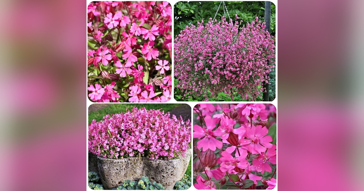 Futó szegfű 'pink' magok eladók + AJÁNDÉK