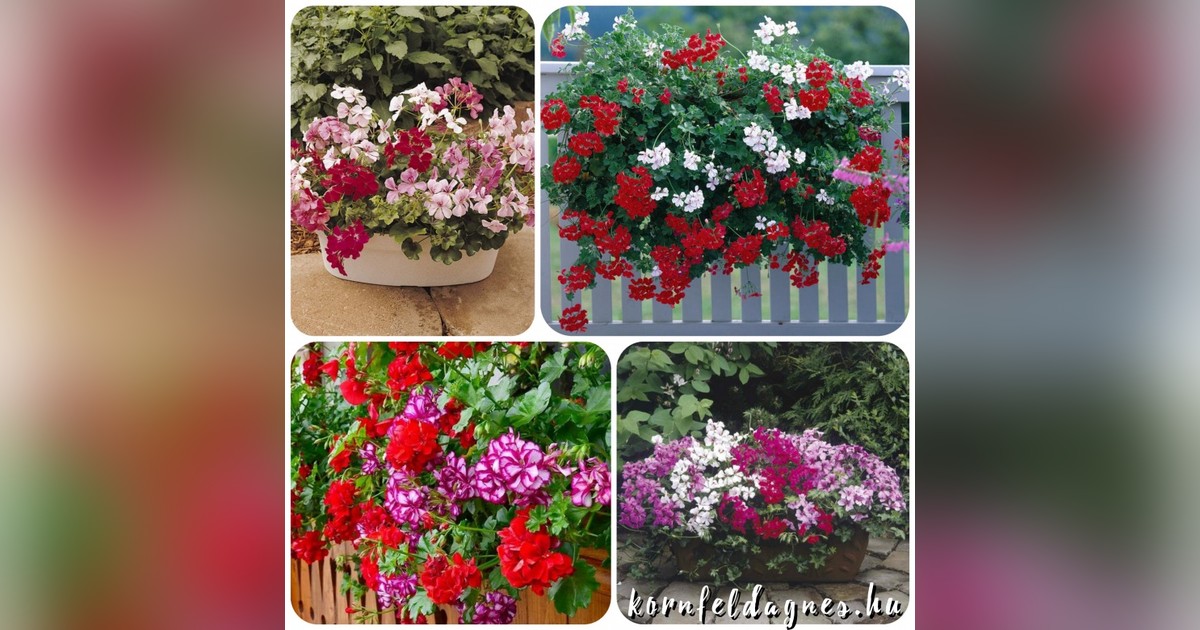 Futómuskátli mix magok eladók + AJÁNDÉK