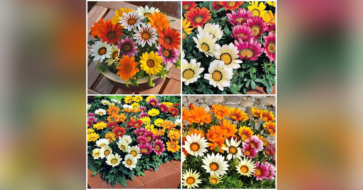 Gazania Rigens Mix magok eladók + AJÁNDÉK