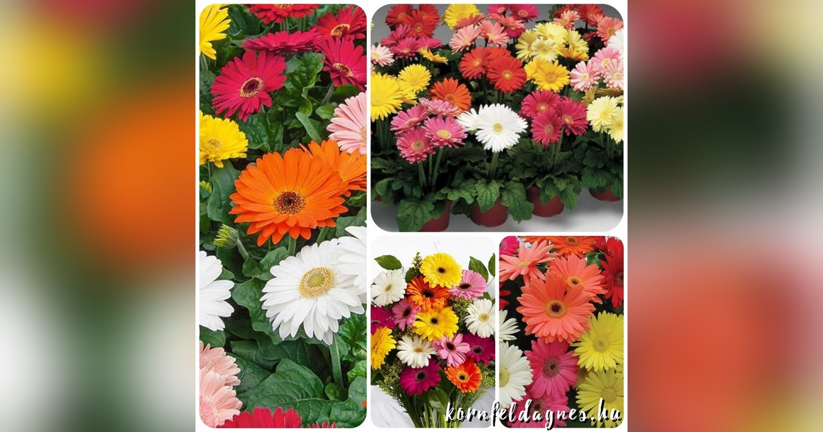 Gerbera mix magok eladók + AJÁNDÉK