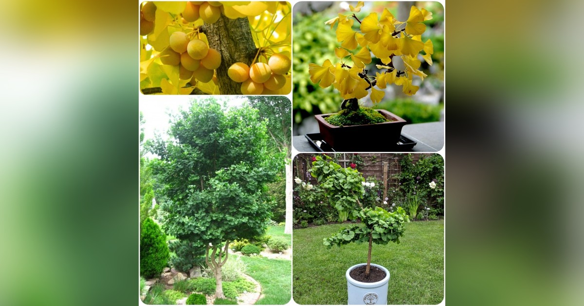 Ginkgo Biloba magok eladók + AJÁNDÉK