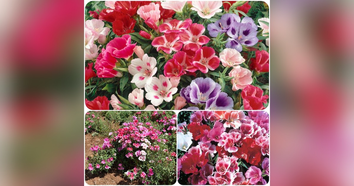 Godetia grandiflora monarch mix magok eladók + AJÁNDÉK
