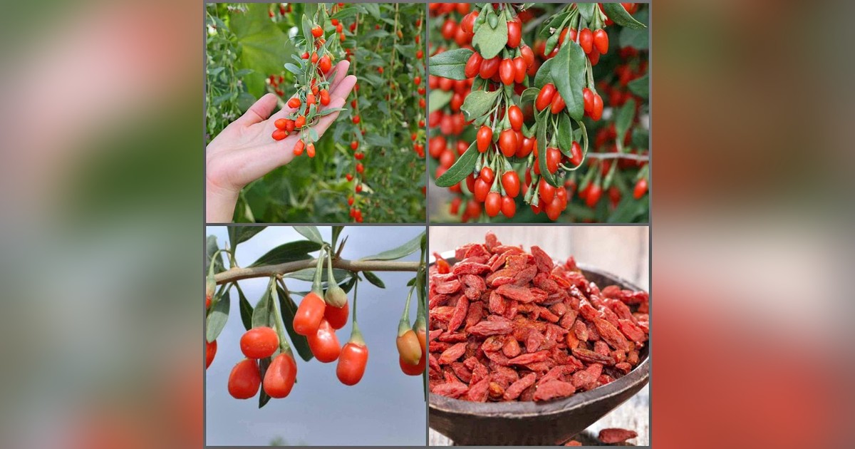 Goji bogyó magok eladók + AJÁNDÉK