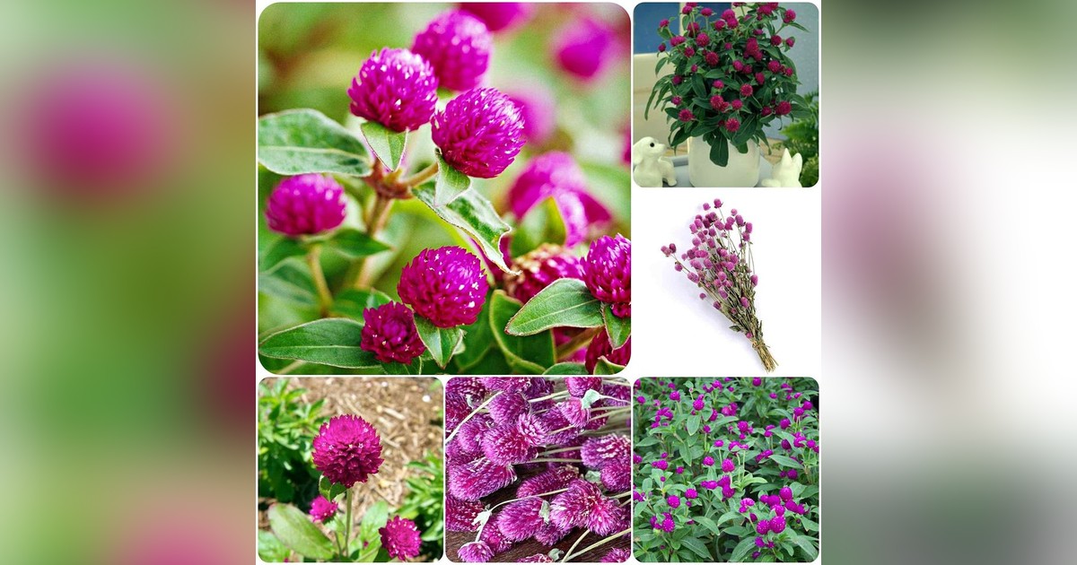 Gomphrena Globosa magok eladók + AJÁNDÉK