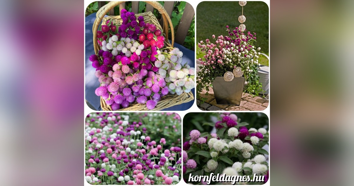 Gomphrena Globosa mix magok eladók + AJÁNDÉK