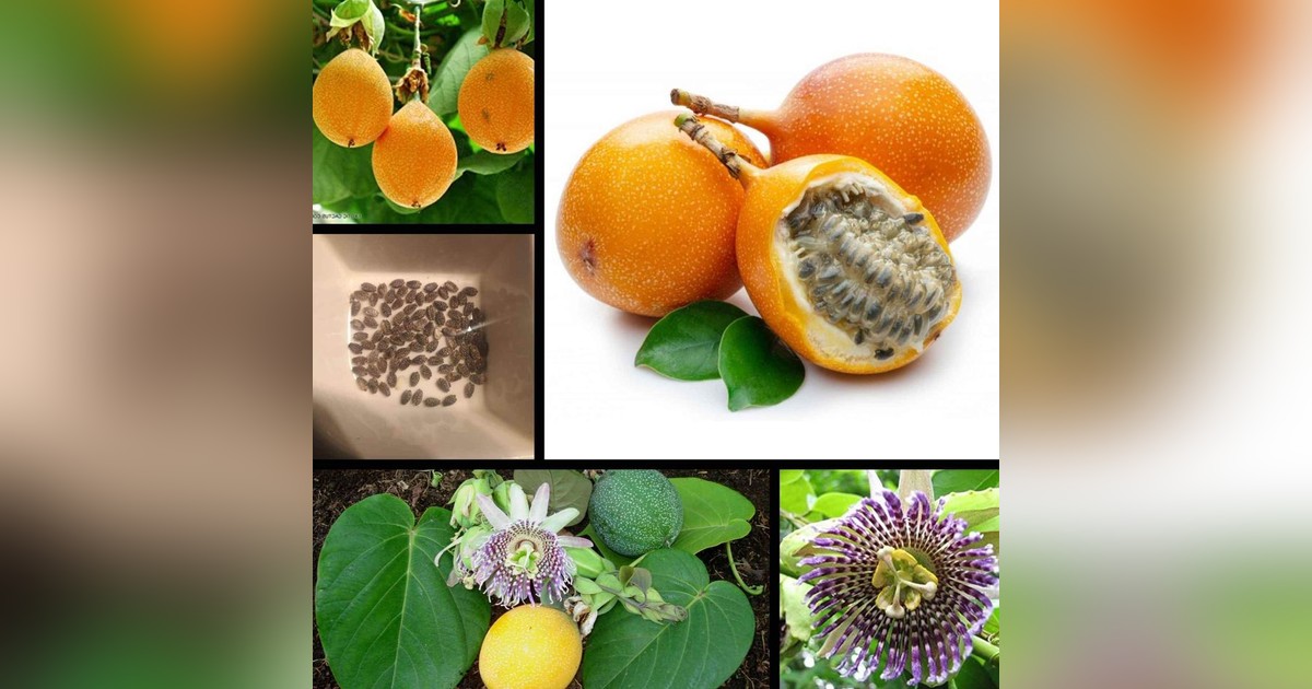 Granadilla magok eladók + AJÁNDÉK