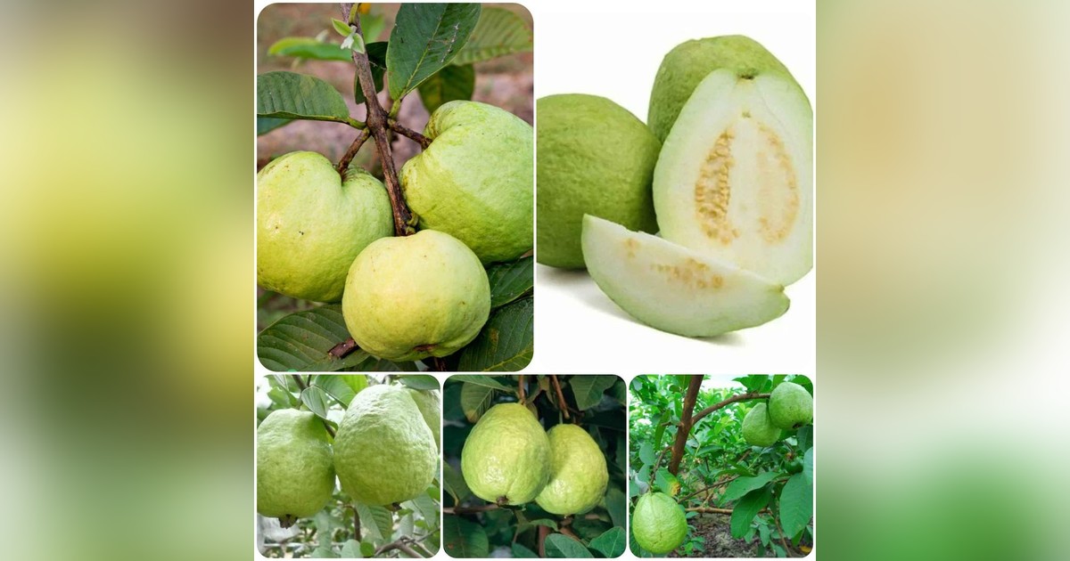 Guava magok eladók + AJÁNDÉK