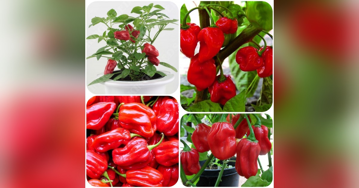 Habanero piros Chili paprika magok eladók + AJÁNDÉK