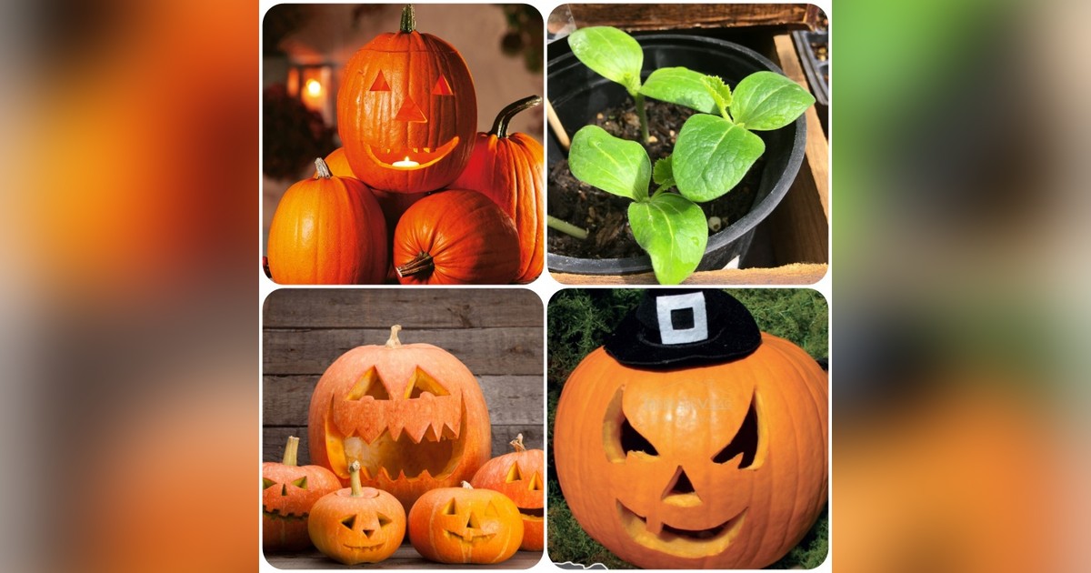 Halloween tök 'Ghostrider' magok eladók + AJÁNDÉK
