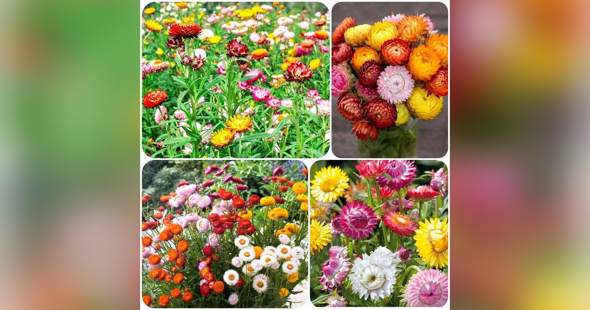 Helichrysum bracteatum mix (szalmarózsa) magok eladók + AJÁNDÉK