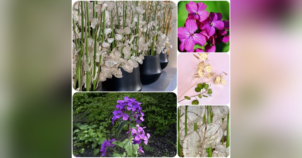 Holdviola (lunaria annua) magok eladók + AJÁNDÉK