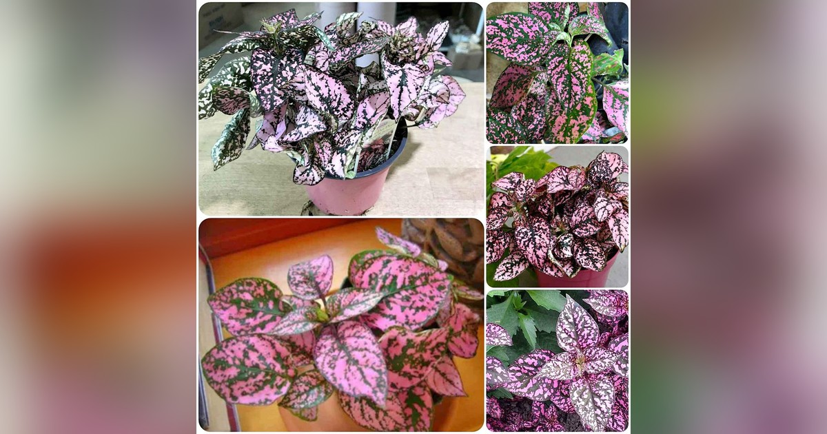 Hypoestes sangulnolenta 'pink polka dot' magok eladók + AJÁNDÉK