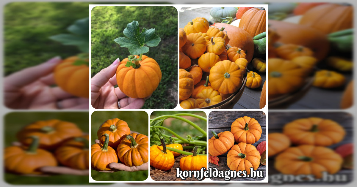 Mikrózható mini sütőtők &#039;Jack be little&#039; magok eladók + AJÁNDÉK