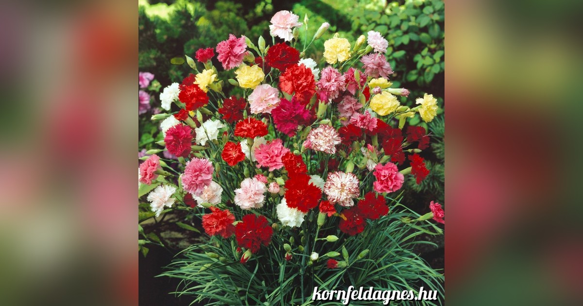 Illatos évelő Dianthus caryophyllus grenadin mix magok eladók + AJÁNDÉK