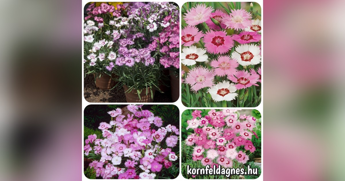 Illatos évelő dianthus plumarius &#039;sweetness&#039; mix magok eladók + AJÁNDÉK
