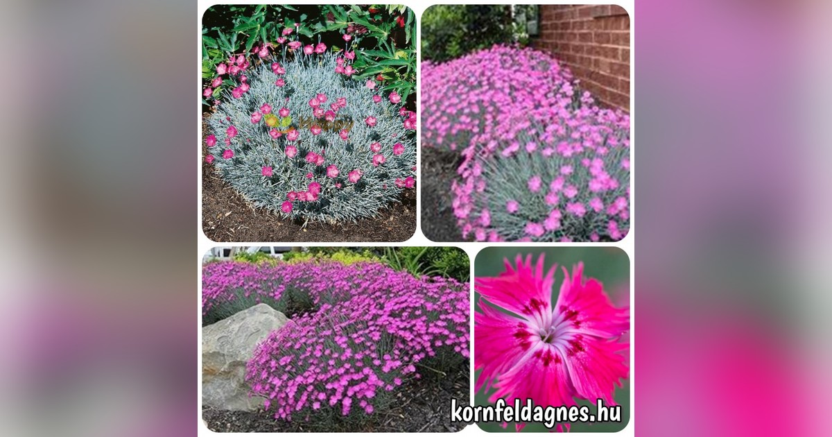 Illatos évelő pünkösdi szegfű 'cheddar pink' magok eladók + AJÁNDÉK