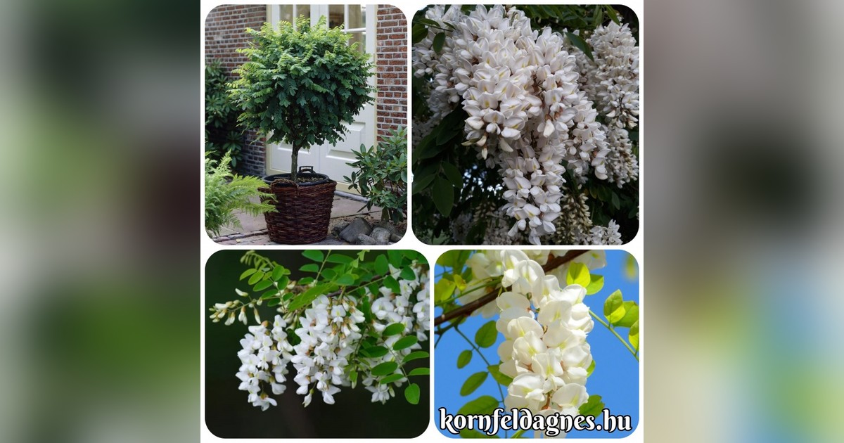 Illatos fehér akác magok eladók + AJÁNDÉK