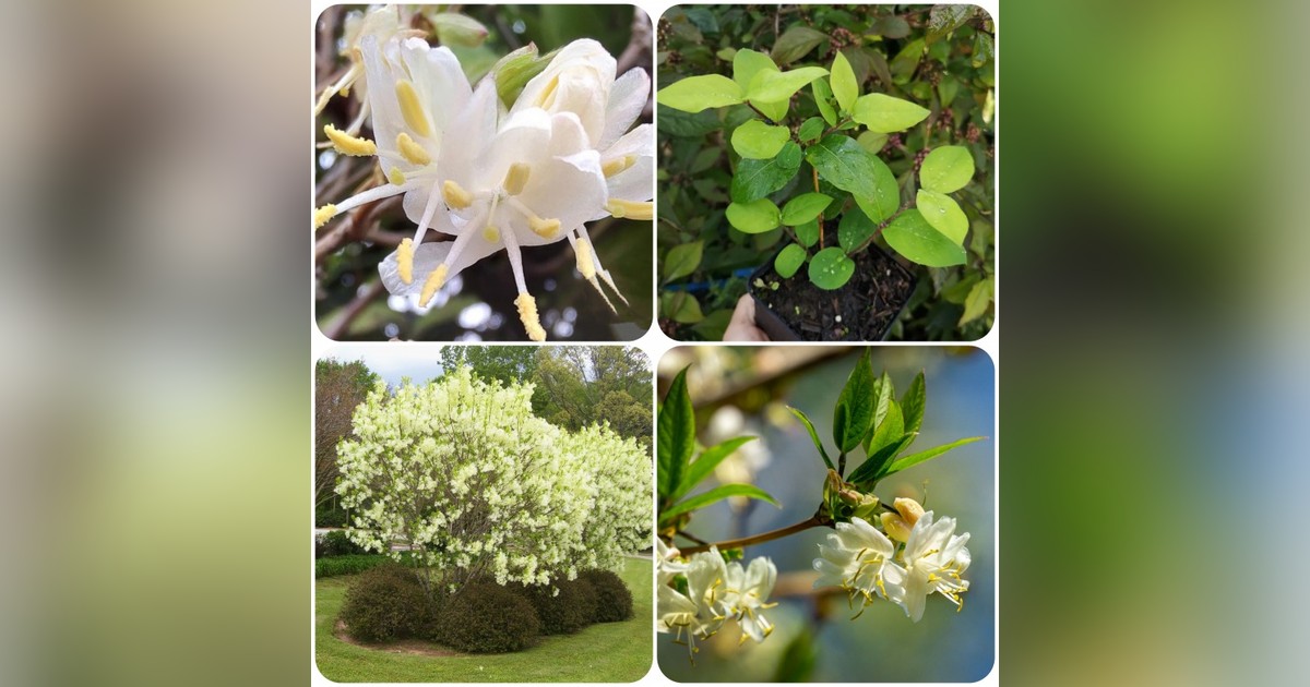 Illatos lonc (Lonicera Fragrantissima) magok eladók + AJÁNDÉK