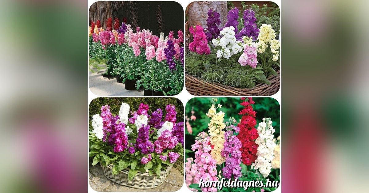 Illatos matthiola incana mix magok eladók + AJÁNDÉK