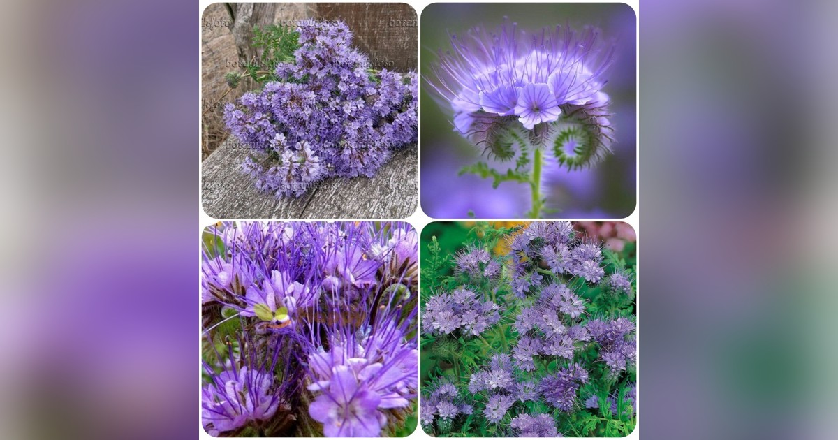 Illatos phacelia tanacetafolia magok eladók + AJÁNDÉK