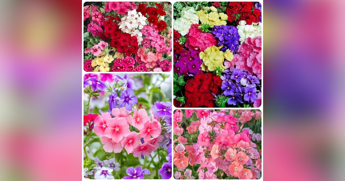 Illatos Phlox drummondii grandiflora magok eladók + AJÁNDÉK