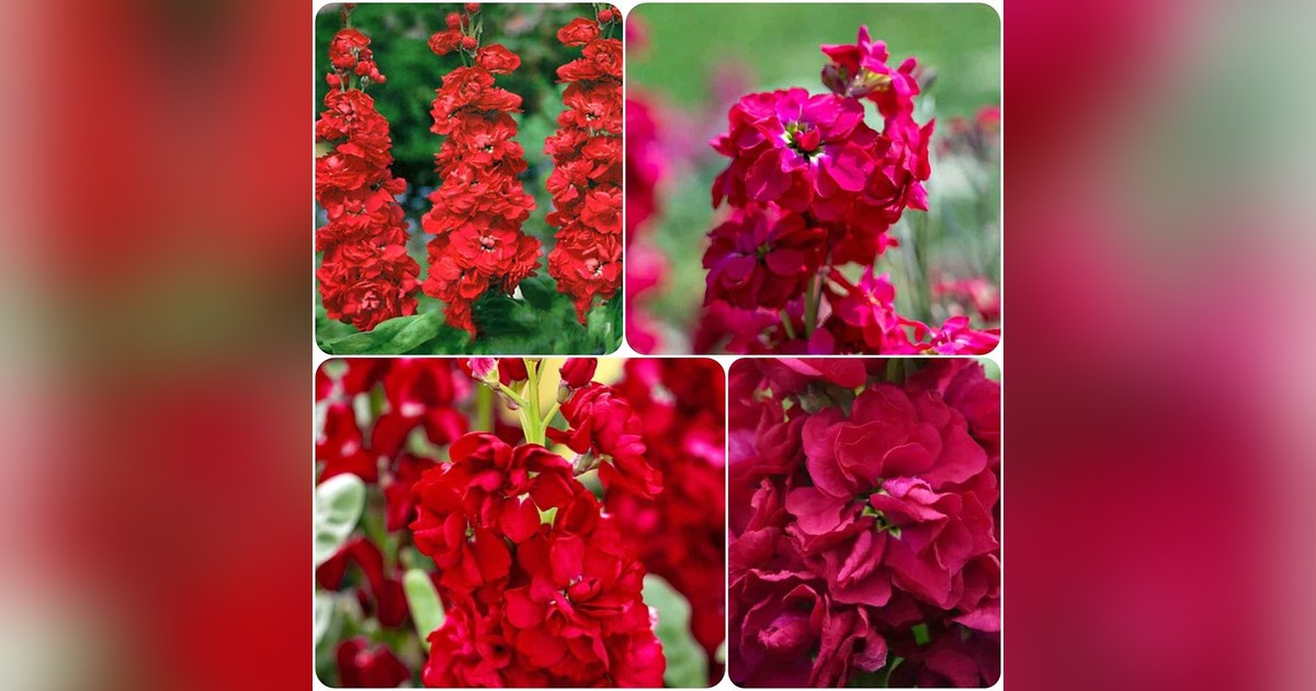 Illatos törpe Matthiola incana  'Ten Week' magok eladók + AJÁNDÉK