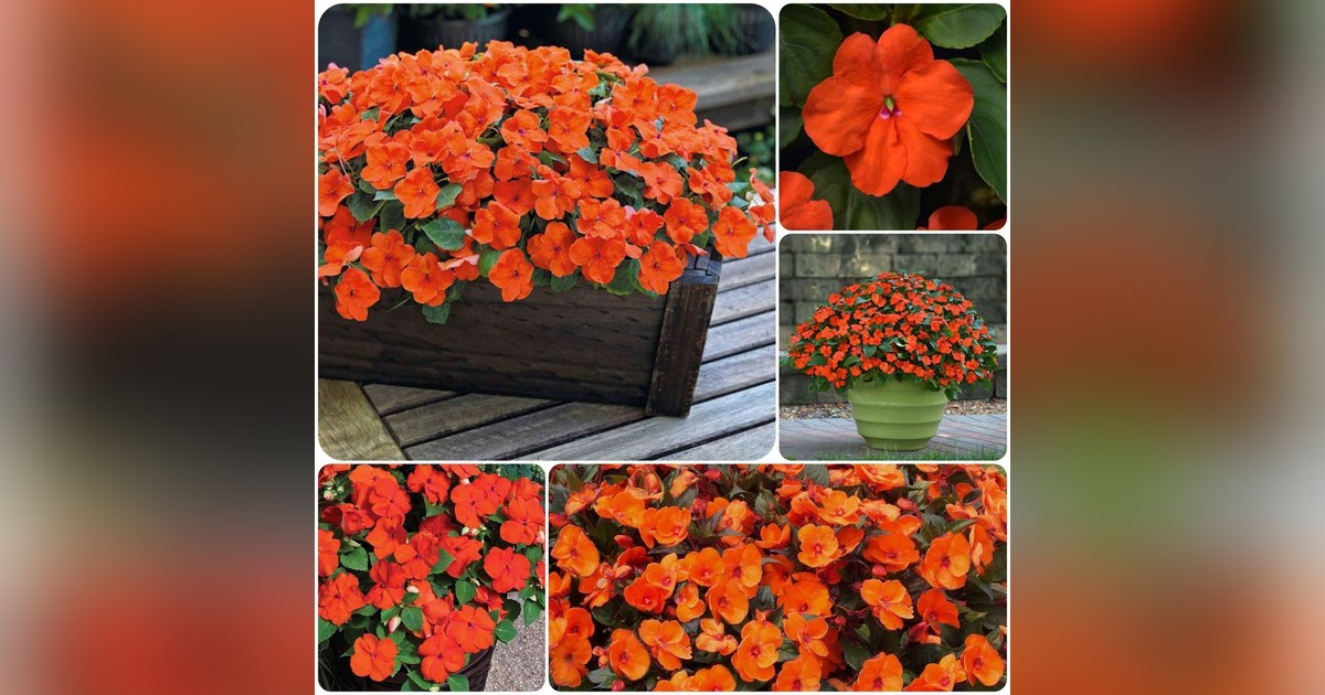 Impatiens Walleriana (Busy Lizzie Orange) magok eladók + AJÁNDÉK