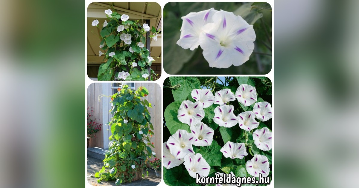 Ipomoea purpurea 'milky way' magok eladók + AJÁNDÉK