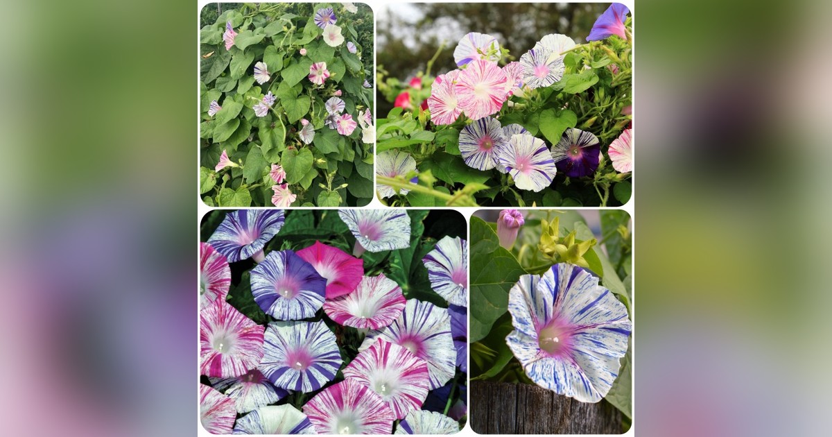 Ipomoea purpurea 'Striped Mix' magok eladók + AJÁNDÉK