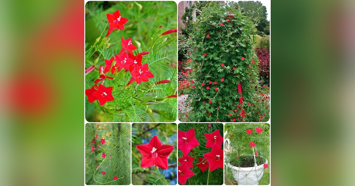 Ipomoea Quamoclit Morning Glory magok eladók + AJÁNDÉK