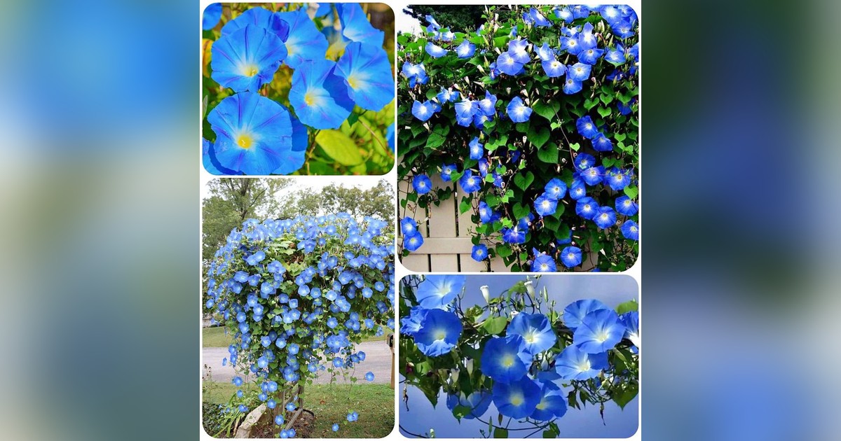 Ipomoea Tricolor 'Heavenly Blue' magok eladók + AJÁNDÉK
