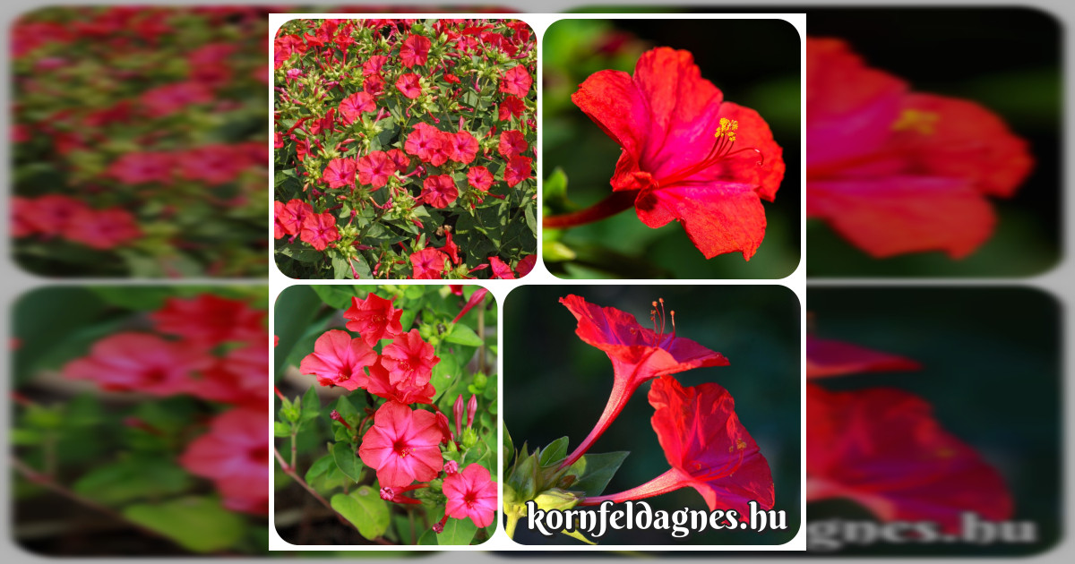 Mirabilis jalapa &#039;red&#039; magok eladók + AJÁNDÉK