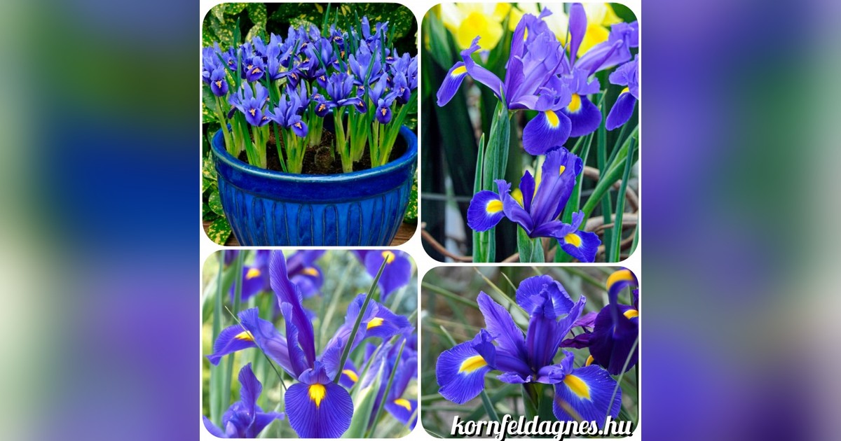 Iris hollandica 'Blue magic' hagymák eladók + AJÁNDÉK