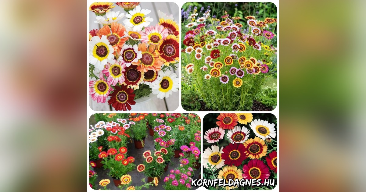 Ismelia carinata mix magok eladók + AJÁNDÉK